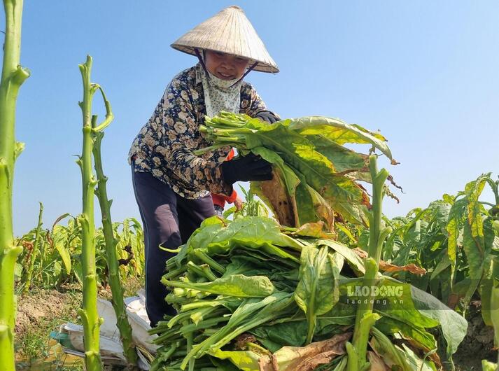 Ảnh quy trình số 2