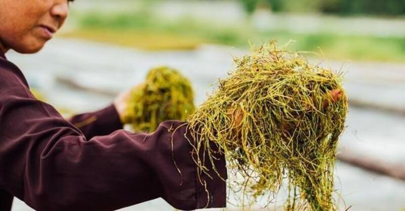 Ảnh quy trình số 4